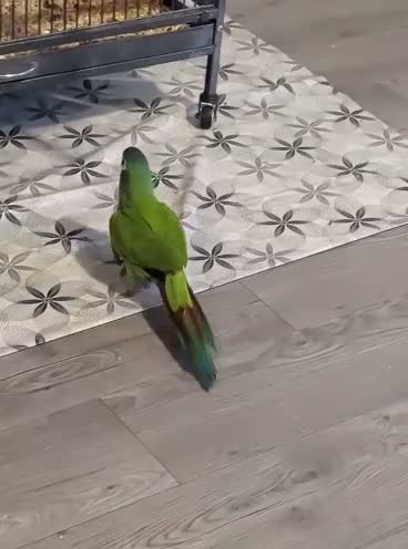 Macaws birds for sale: Illiger Macaw - Video 1