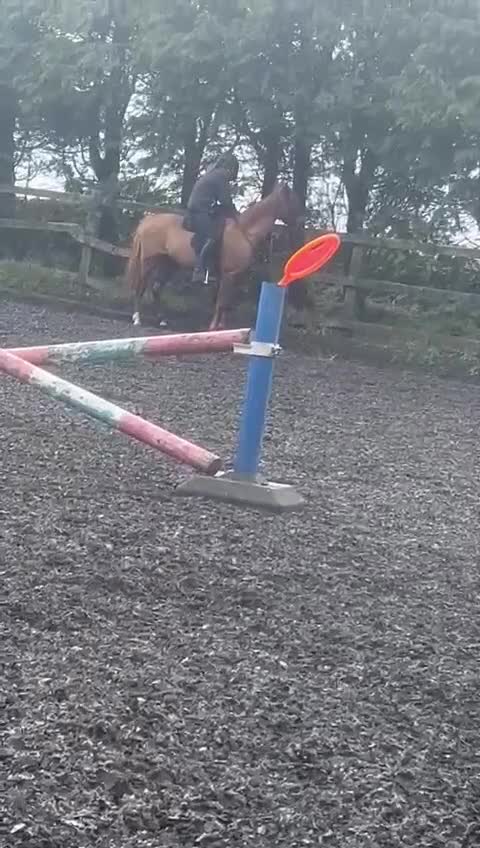 British Warmblood horses for sale: British riding pony in Bishop Auckland - Video 3