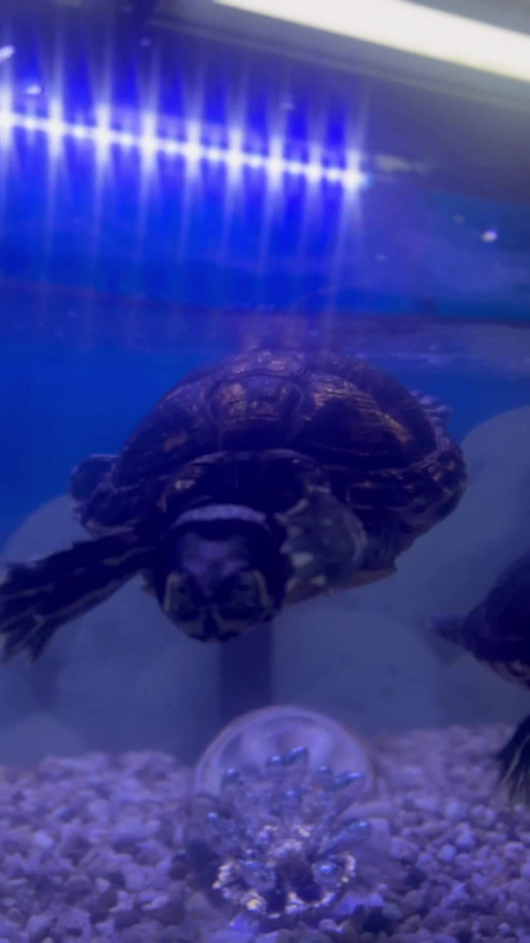 Turtle reptiles for sale: Big Yellow belly turtle  - Video 2