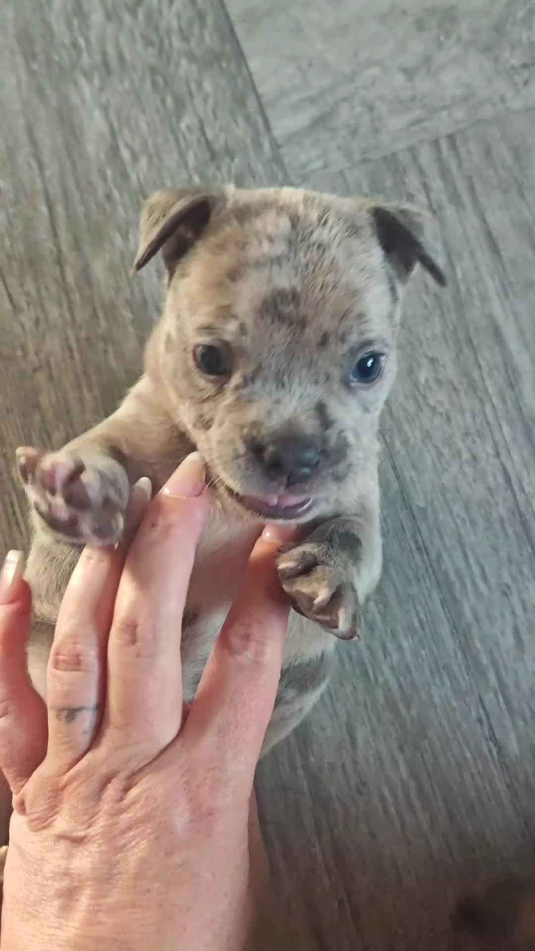 Mixed Breed dogs for sale: Frenchie X staff  - Video 1