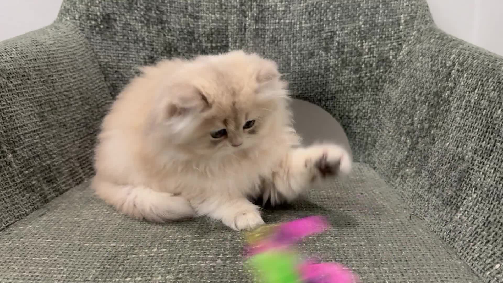 British Longhair cats for sale: Golden and Blue golden British longhairs - Video 2