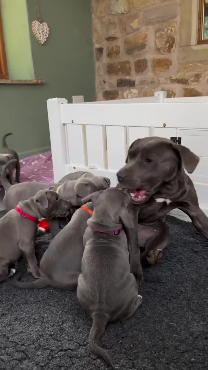 Staffordshire Bull Terrier dogs for sale: Stunning Staffordshire Bull Terrier Puppies in Richmond - Video 1
