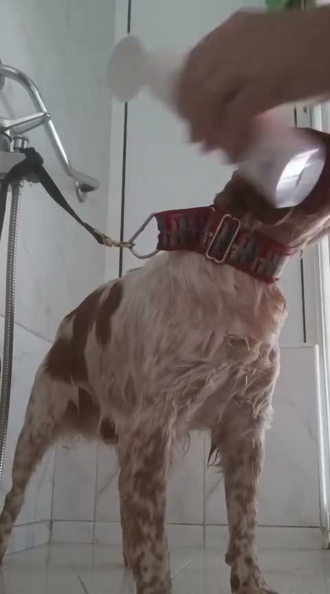 Brittany Spaniel dogs for adoption: Kiko, Brittany, aged 3 in Nottingham - Video 3