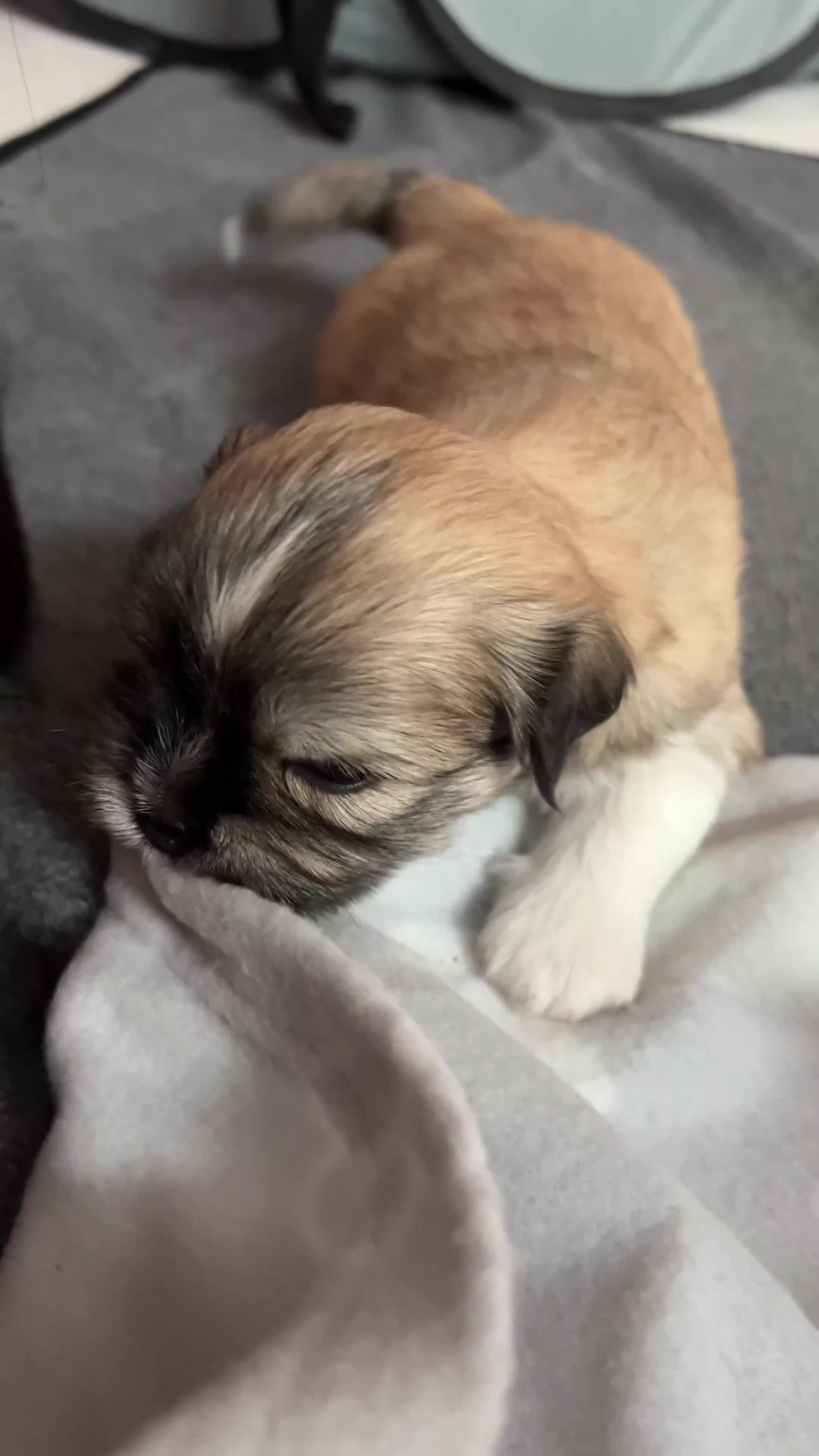 Lhasa Apso dogs for sale: Beautiful Lhasa apso puppies 🐶 *3 pups remaining* - Video 2