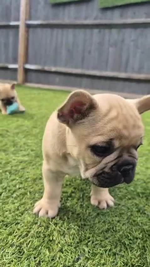 French Bulldog dogs for sale: French Bulldog puppies - Video 2