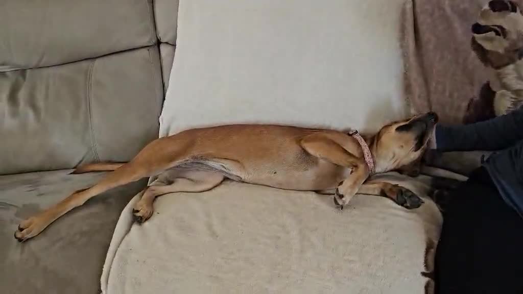 Mixed Breed dogs for adoption: RUBY - 8 months old, Female, Vizla Mix - Video 2