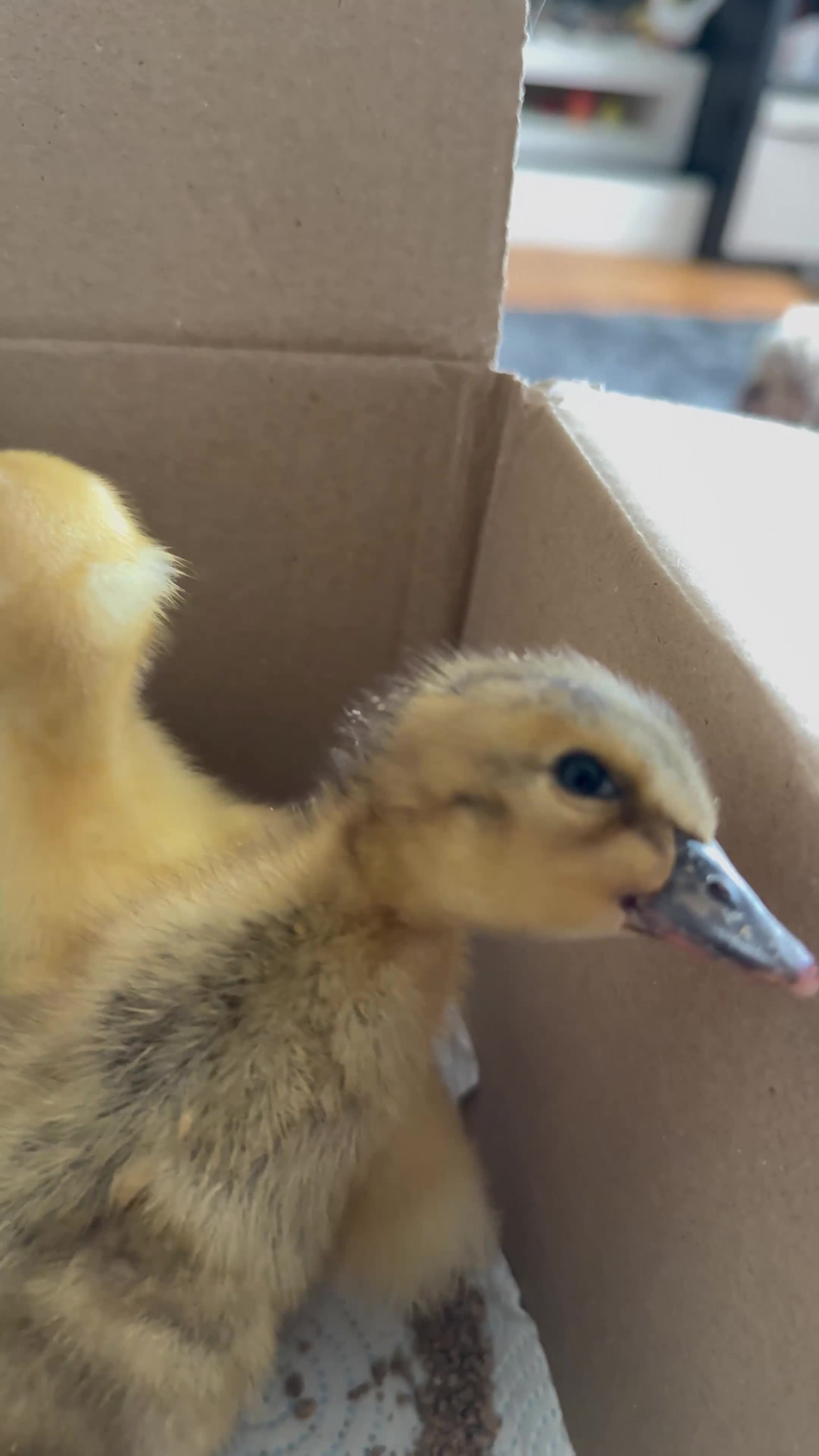 Ducks poultry for sale: Runner duck ducklings  - Video 1