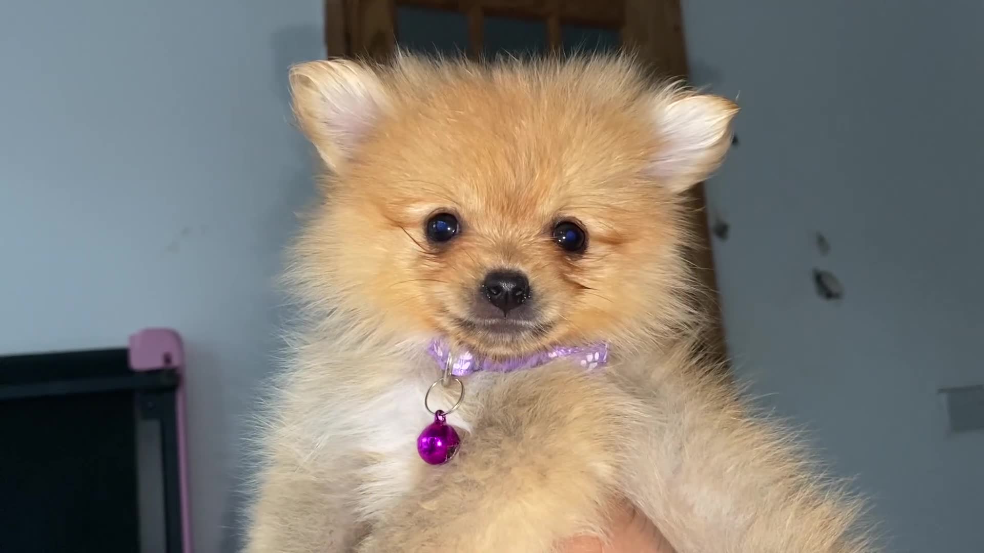 Pomeranian dogs for sale: Beautiful Pomeranian puppiesREDUCED  - Video 1