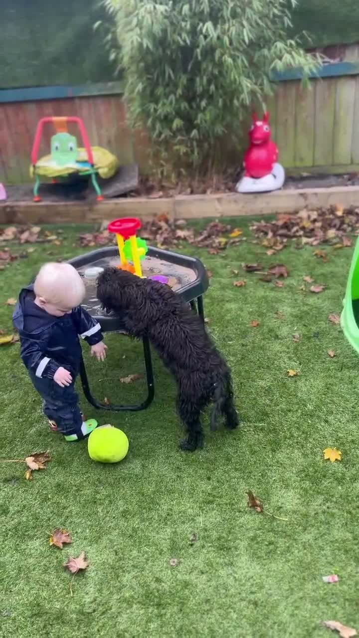 Cockapoo dogs for sale: Bella the miniature cockapoo🐾🐕‍🦺 - Video 1