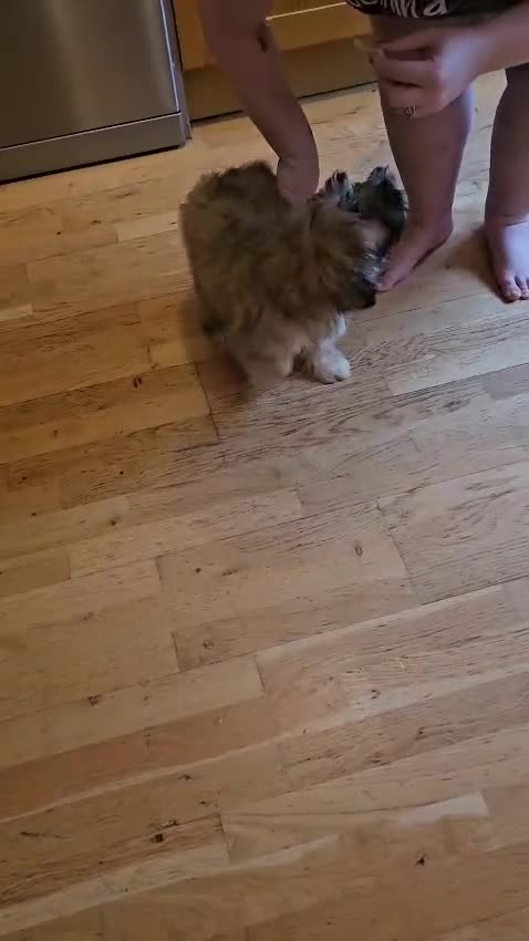 Mixed Breed dogs for sale: Cavapoo cross puppy  - Video 1