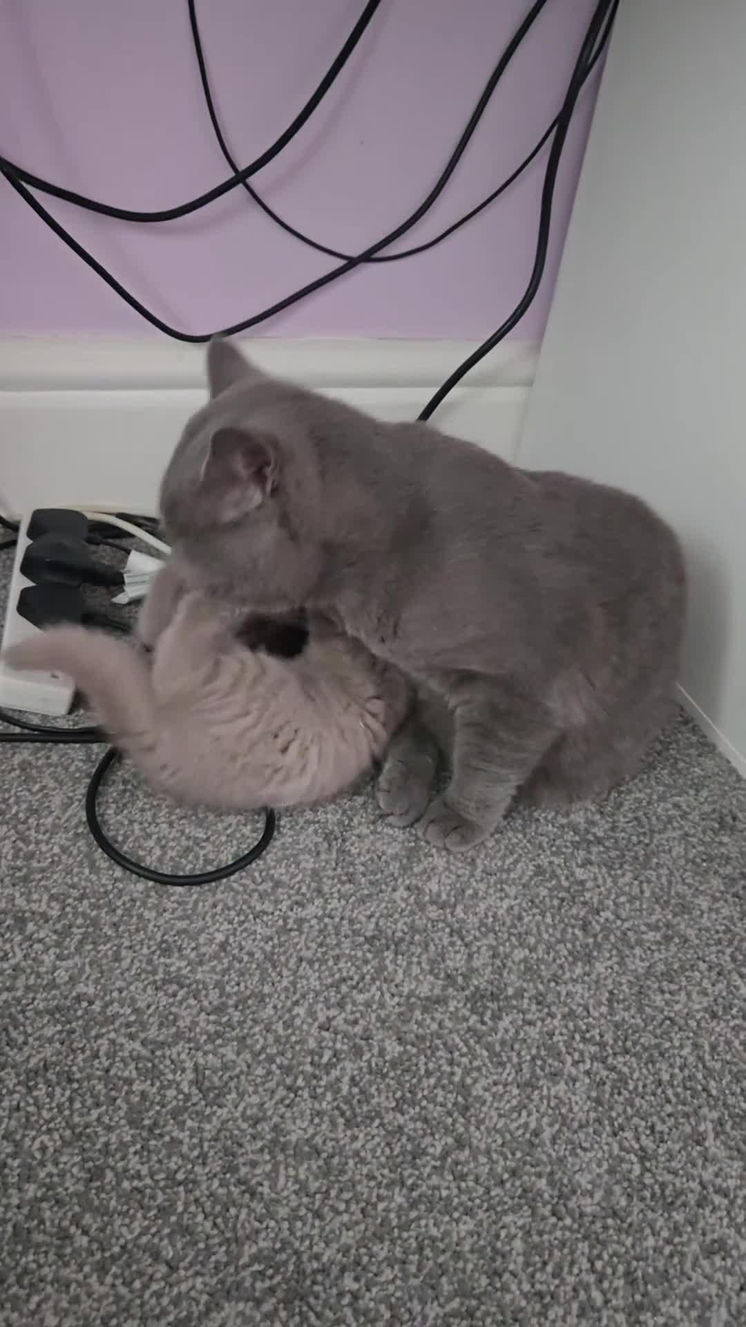 British Shorthair cats for sale: Female british shorthair  for sale in Preston - Video 1