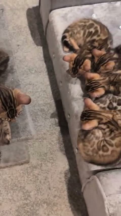 Bengal cats for sale: 🔥✨Pedigree TICA-Registered Bengals - Video 4