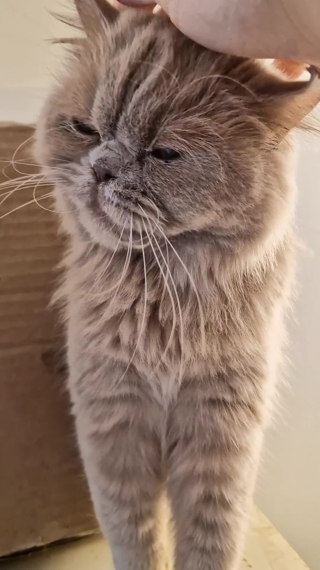 British Longhair cats for sale: Sweet full pedigree British little girl  - Video 1