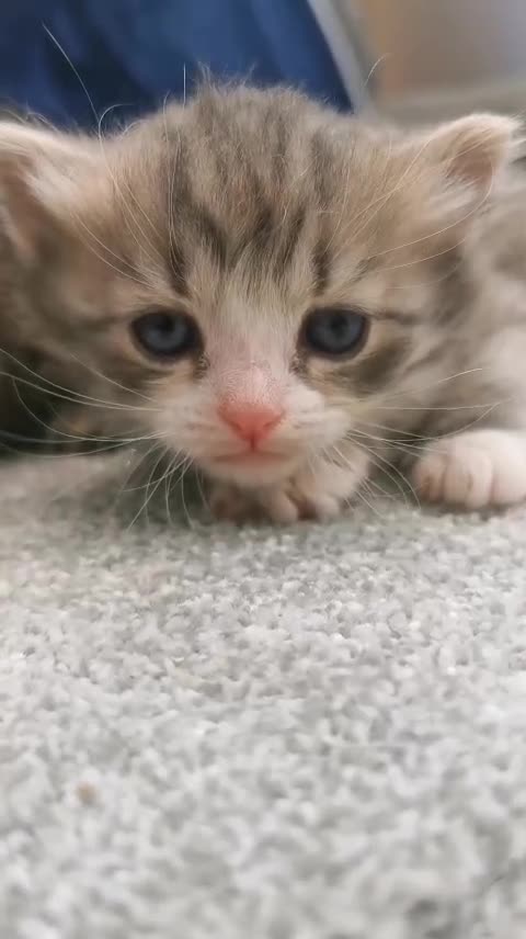 Siberian cats for sale: Registered Siberian Kittens  - Video 4