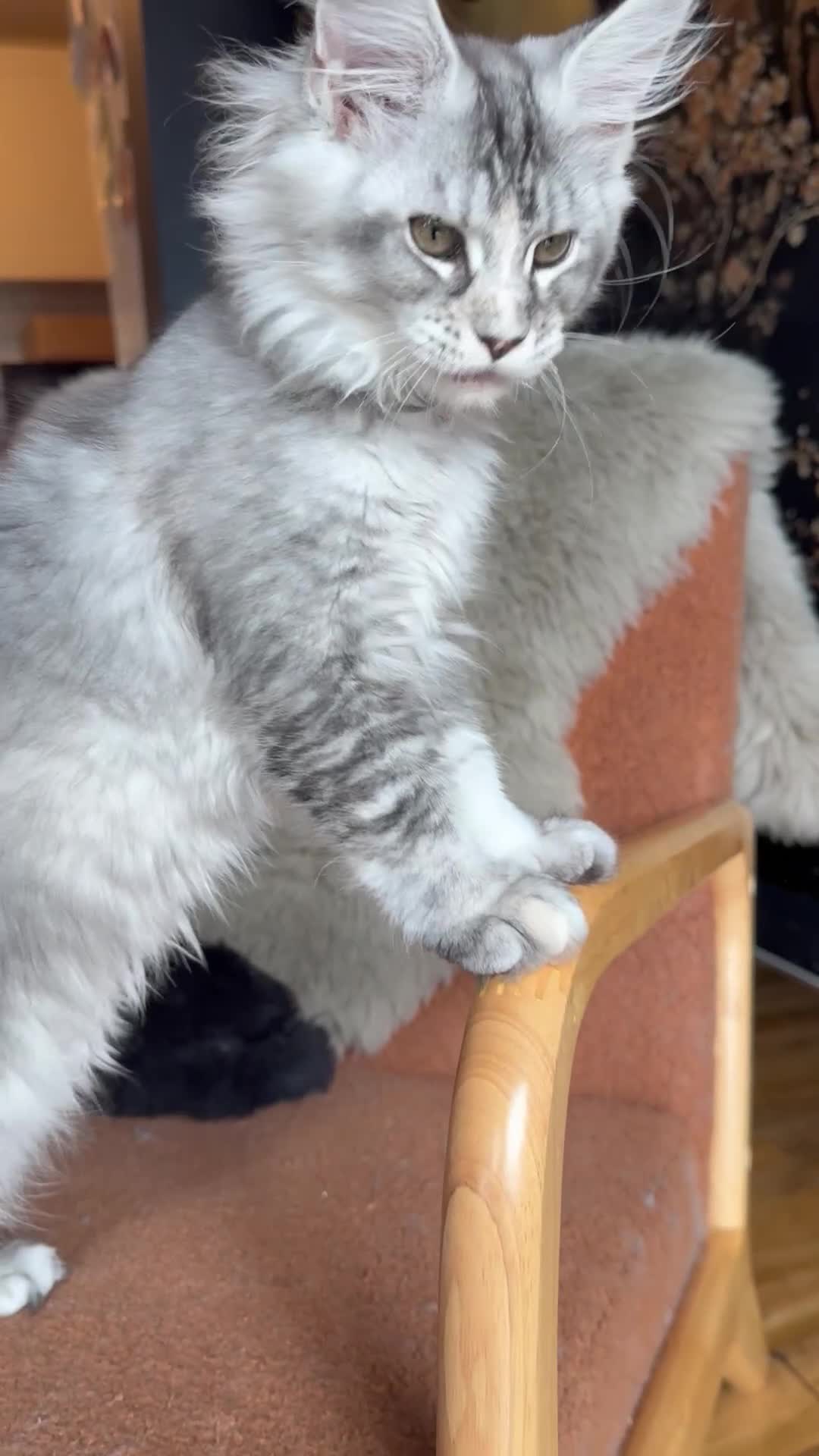 Maine Coon cats for sale: Tica registered Maine Coons from champion lines  - Video 3