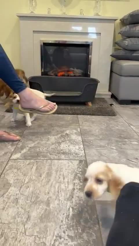 Cocker Spaniel dogs for sale: Beautiful adorable show type cocker spaniels - Video 2