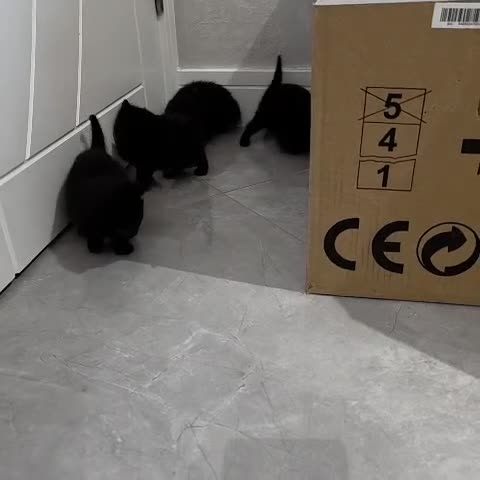 British Shorthair cats for sale: NICE BLACK KITTENS LOOKING FOR NEW HOME  - Video 1