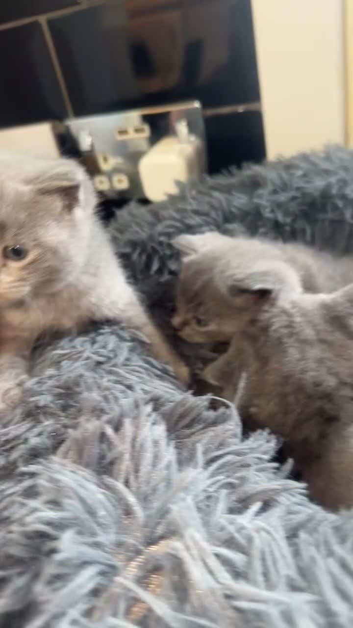 British Shorthair cats for sale: 5 remarkable British shorthairs  - Video 2