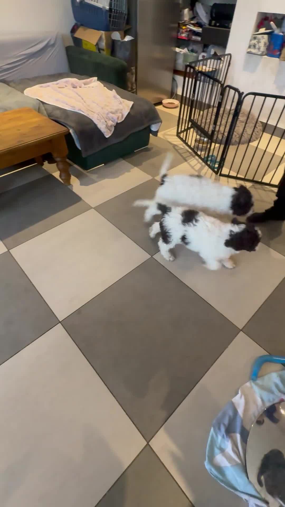 Lagotto Romagnolo dogs for sale: Lagotto Romagnolo Pups – Only two males available - Video 2