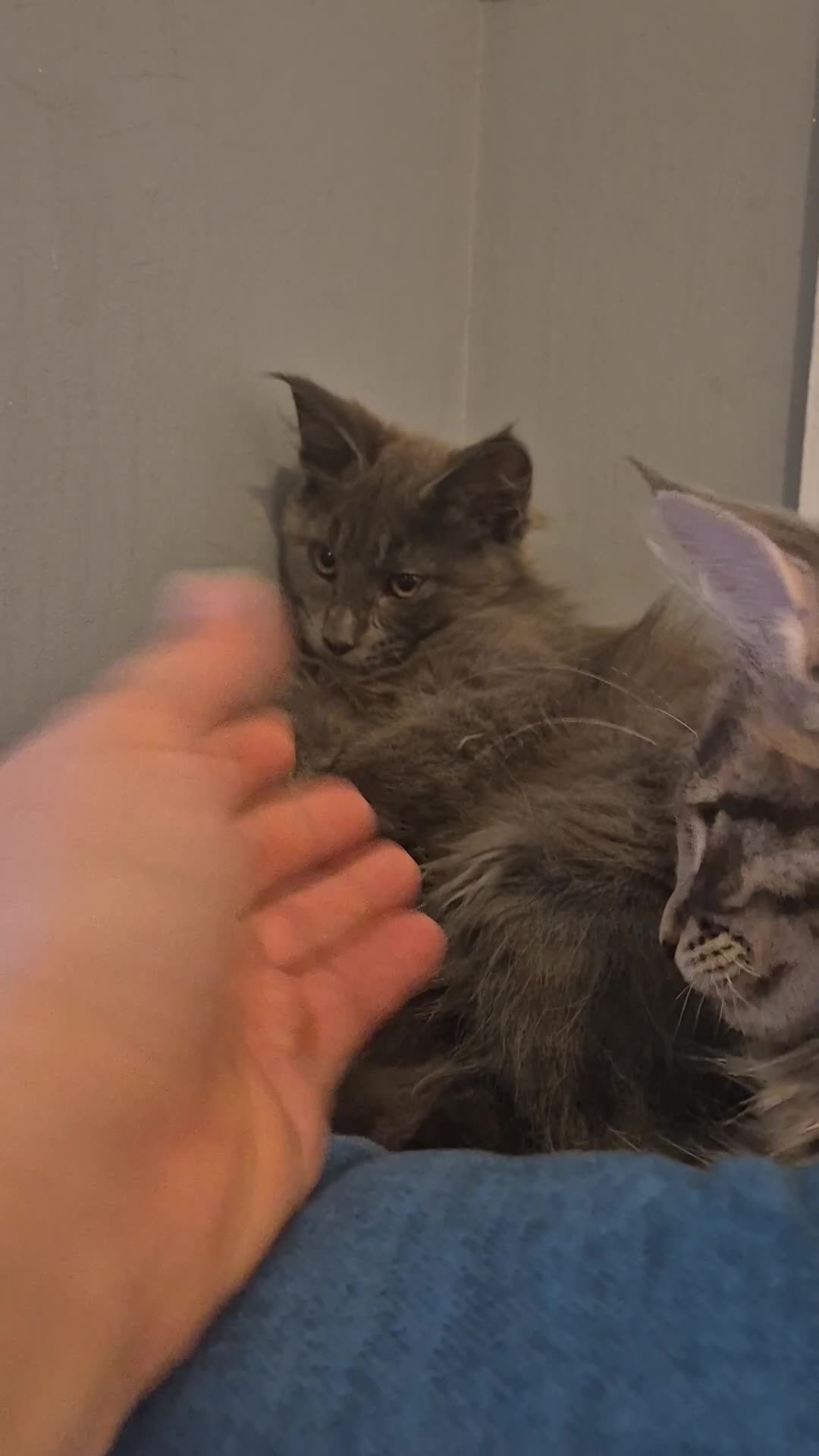 Maine Coon cats for sale: Maine Coon Glasgow AVAILABLE  - Video 2