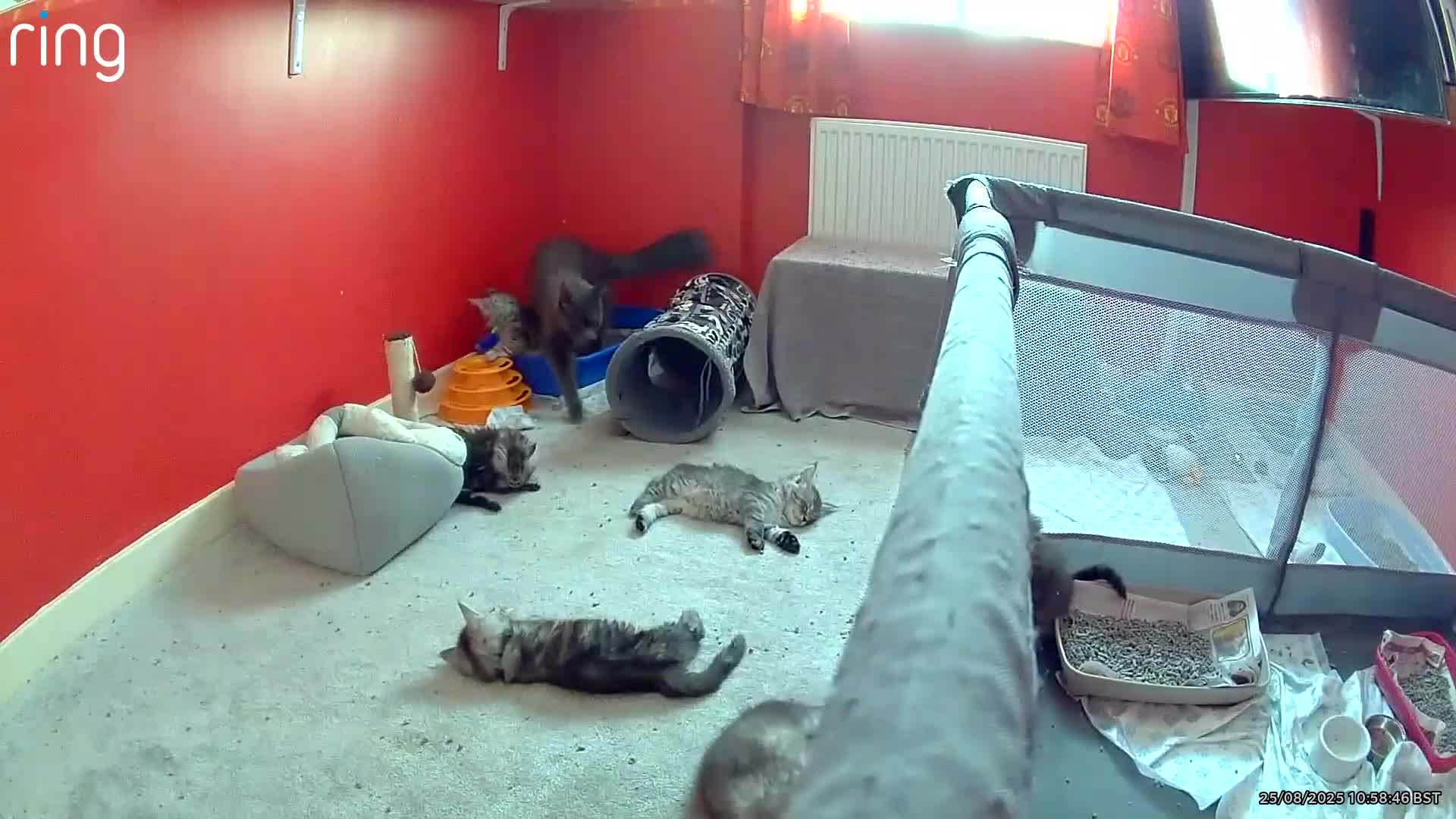 Maine Coon cats for sale: Ready Now Maine Coon kittens - Video 2