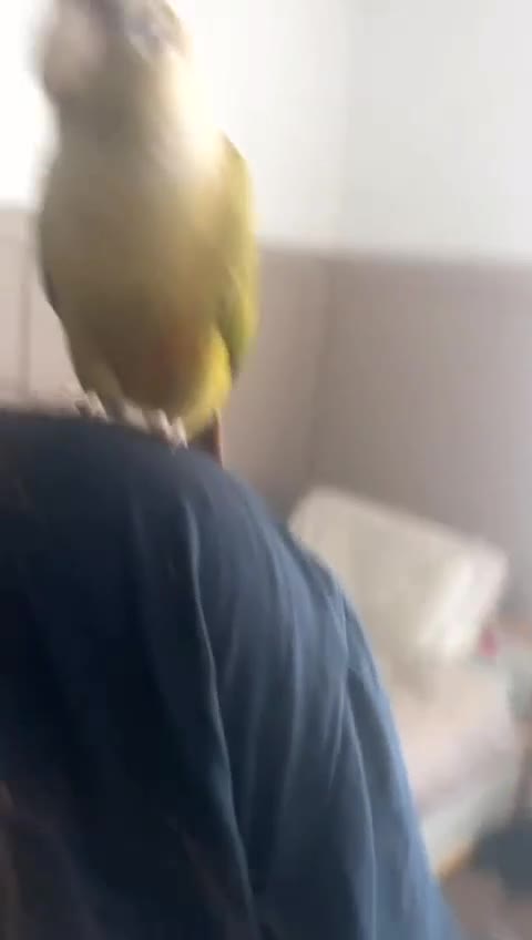 Conures birds for sale: Conure for sale  - Video 3