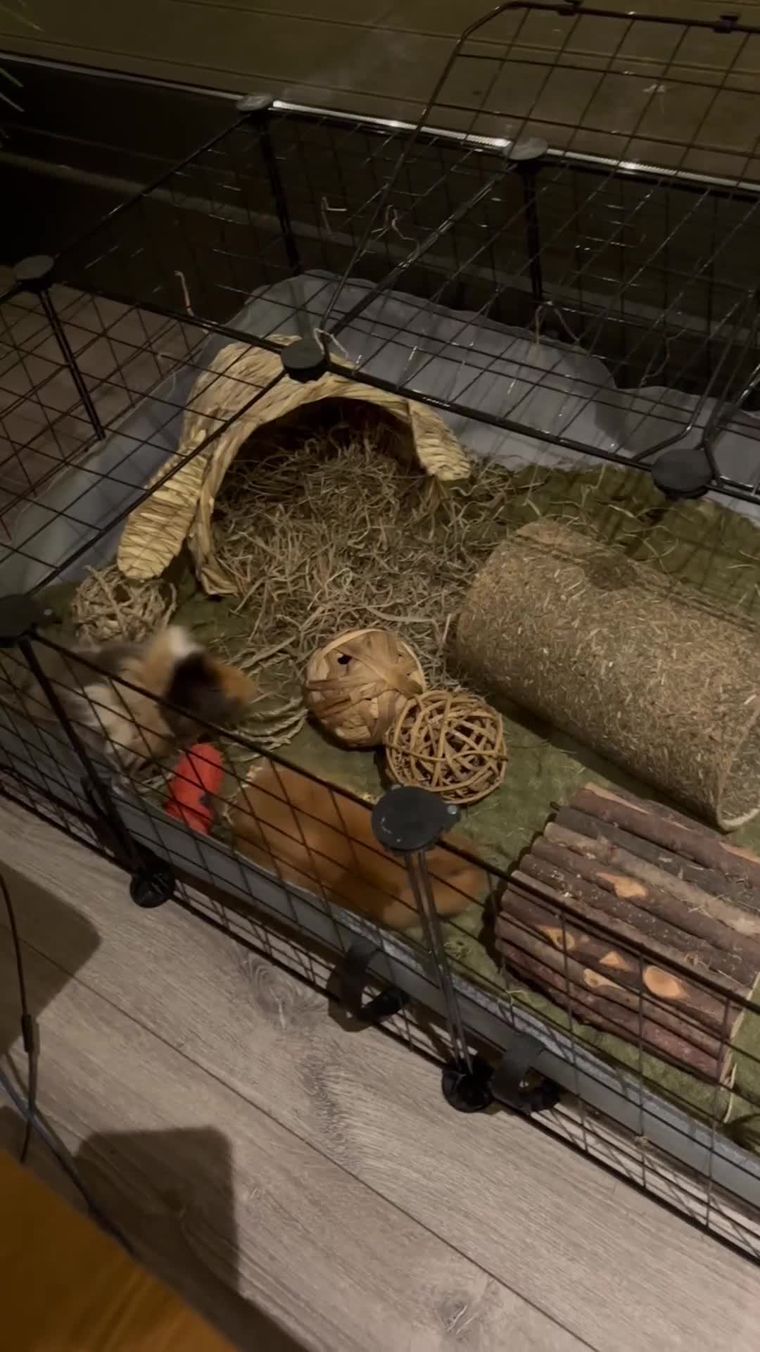 Guinea Pig rodents for sale: FREE - Two 8 month male guinea pigs - Video 2