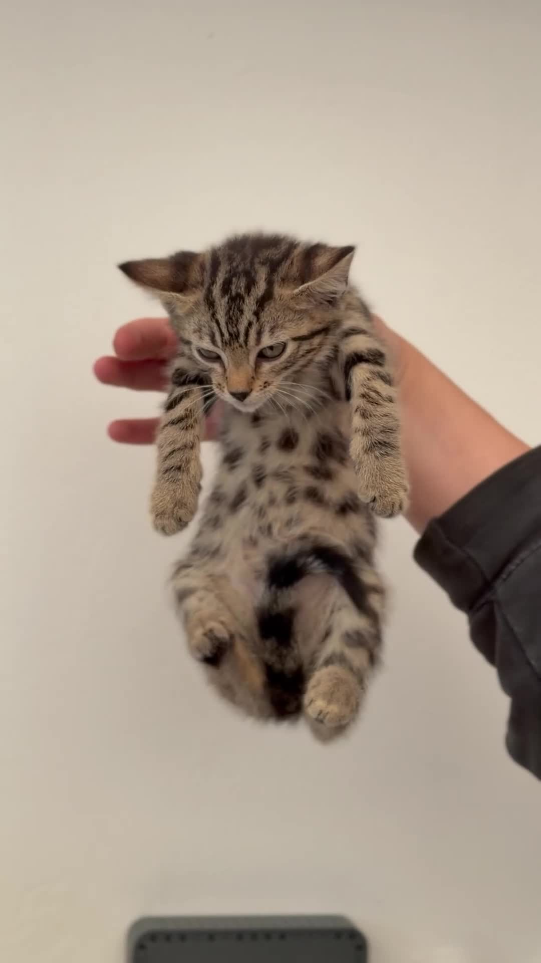 Bengal cats for sale: 🖤🧡🐆4 bengal girls 🐆🧡🖤 - Video 4