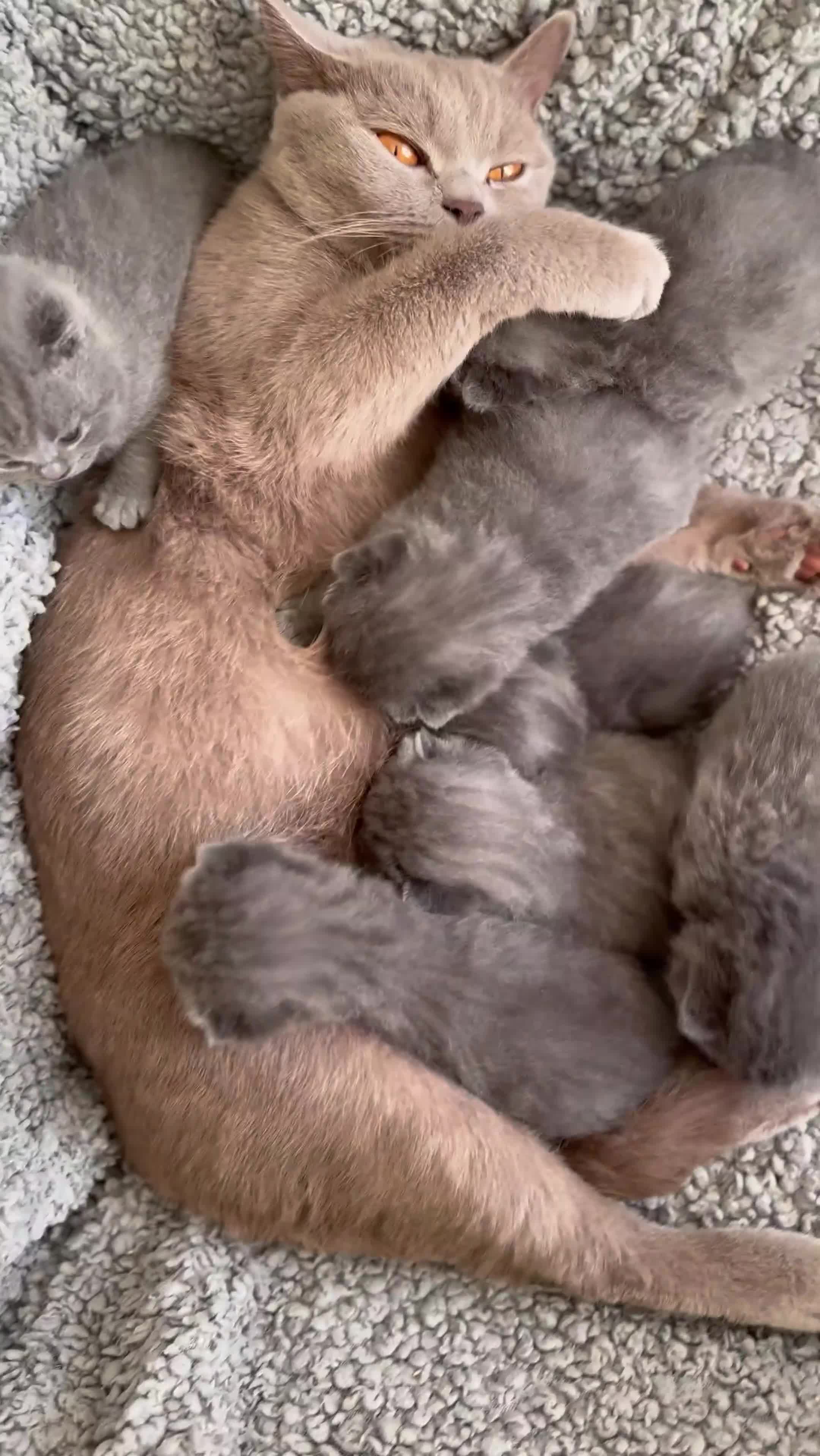British Shorthair cats for sale: Seven little souls looking for their new home 🐾 - Video 4