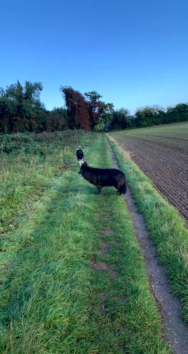 Akita dogs for stud: Akita for STUD only - Video 2