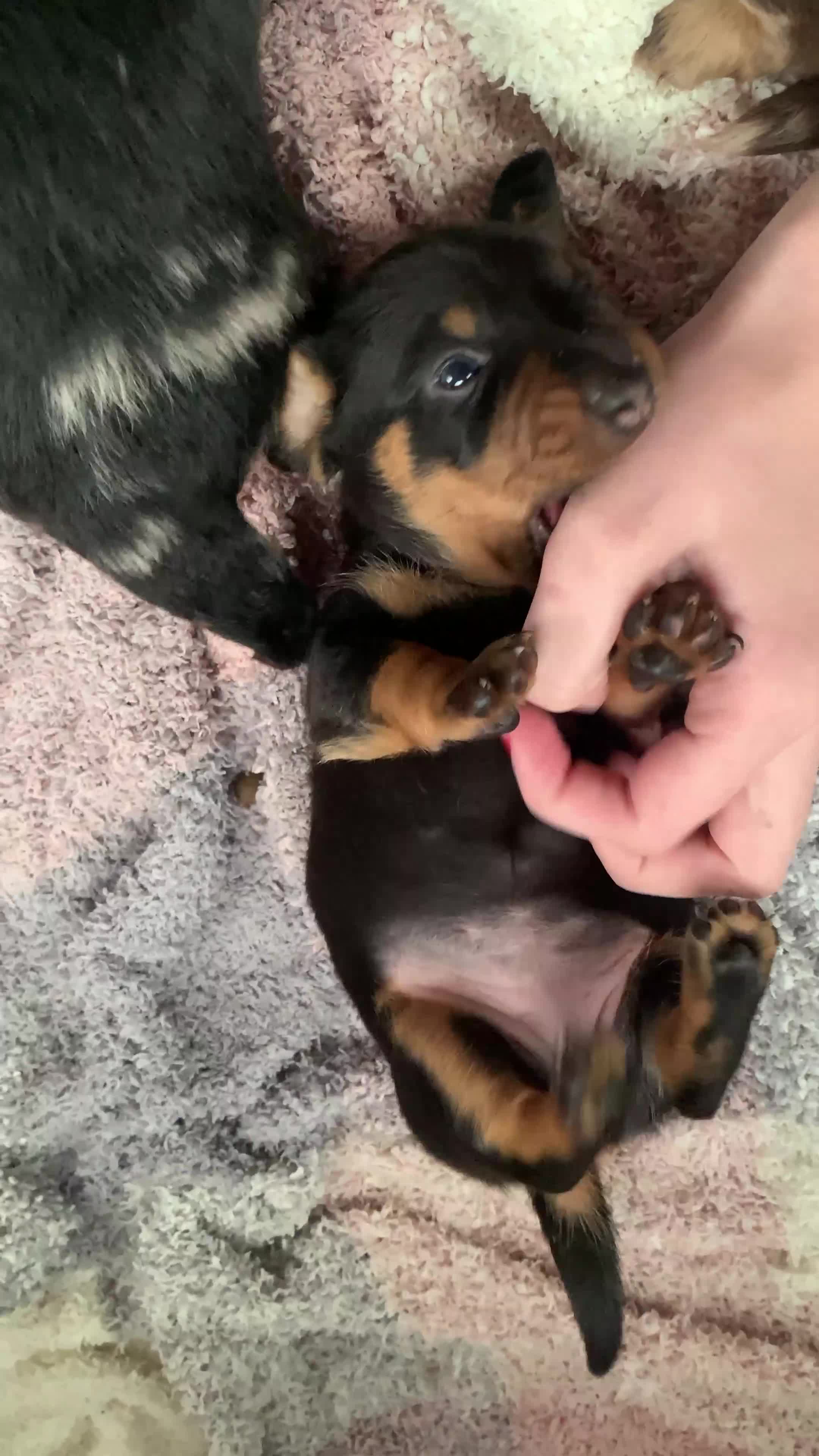 Miniature Dachshund dogs for sale: KC Long haired miniature dachshund puppies - Video 2