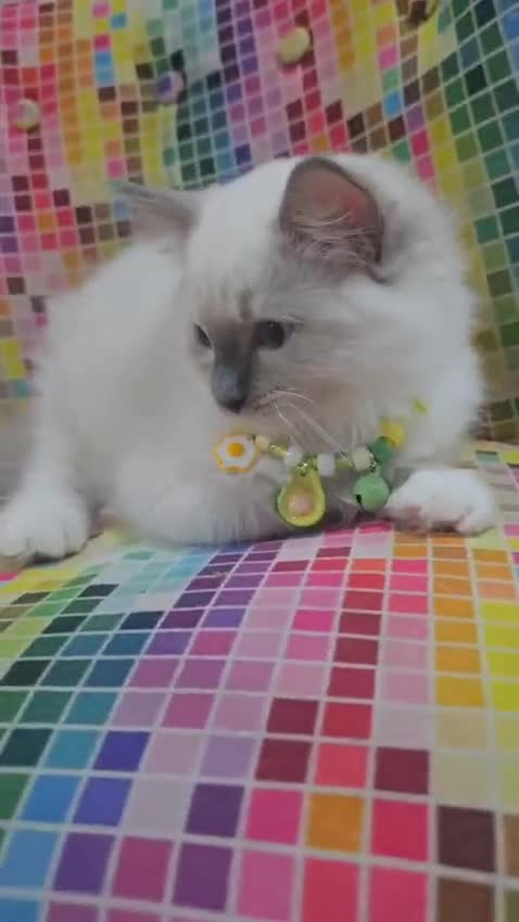Ragdoll cats for sale: Ragdollkittens health tested gccf/tica parents  - Video 2