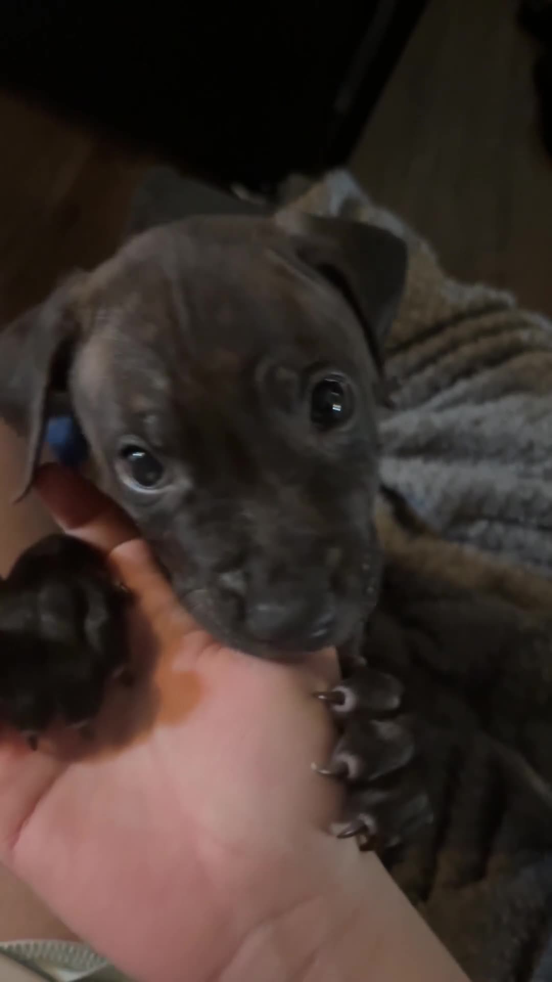Staffordshire Bull Terrier dogs for sale: Male Tiger Print Staffy - Video 1