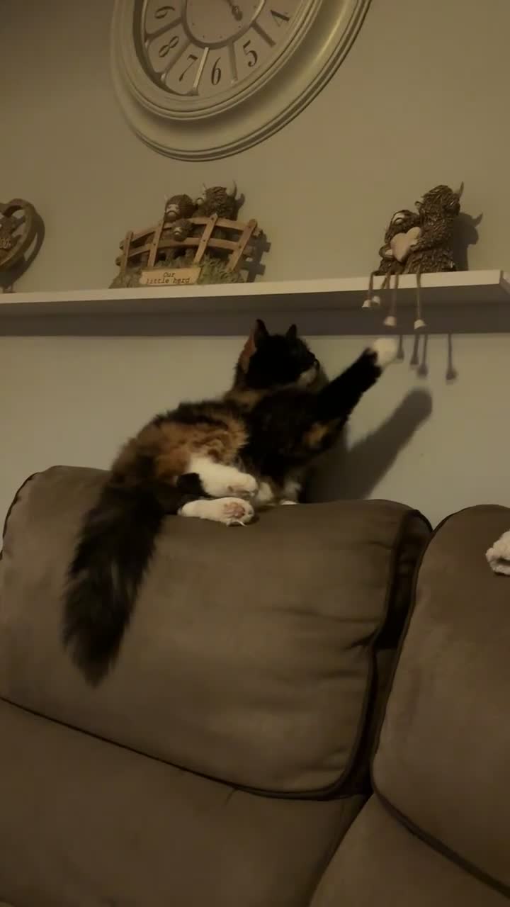 Mixed Breed cats for sale: Sad rehoming of our beloved Mable - Video 1