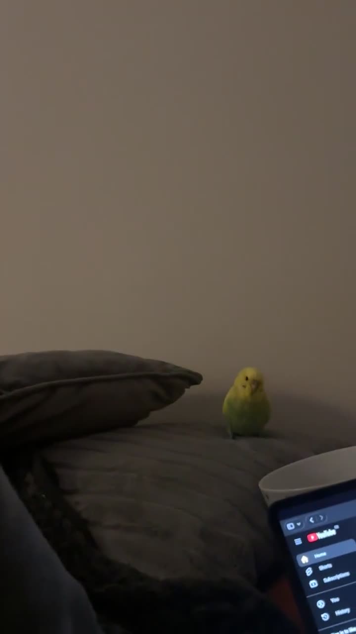 Budgerigars birds for sale: 2 birds and cage with toys(go as a pair) - Video 2