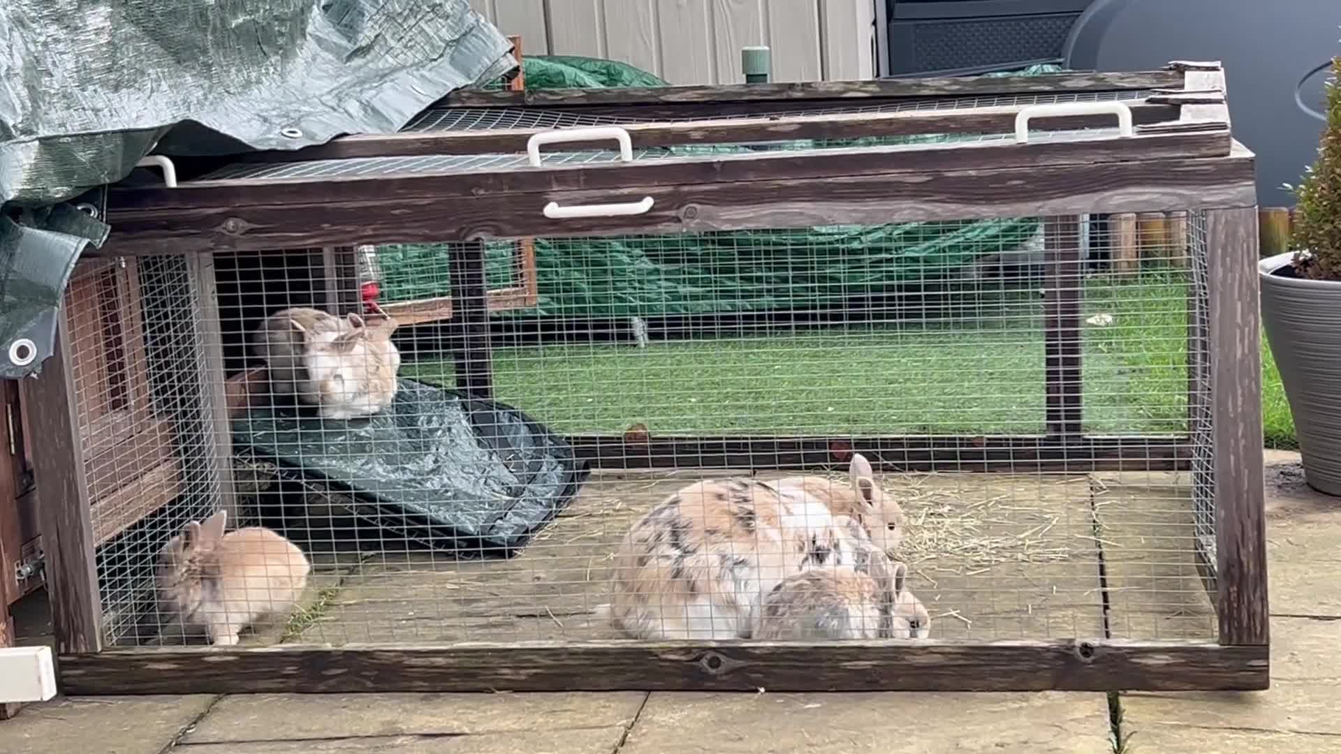 Mini Lop rabbits for sale: Stunning Mini Lops - Video 3