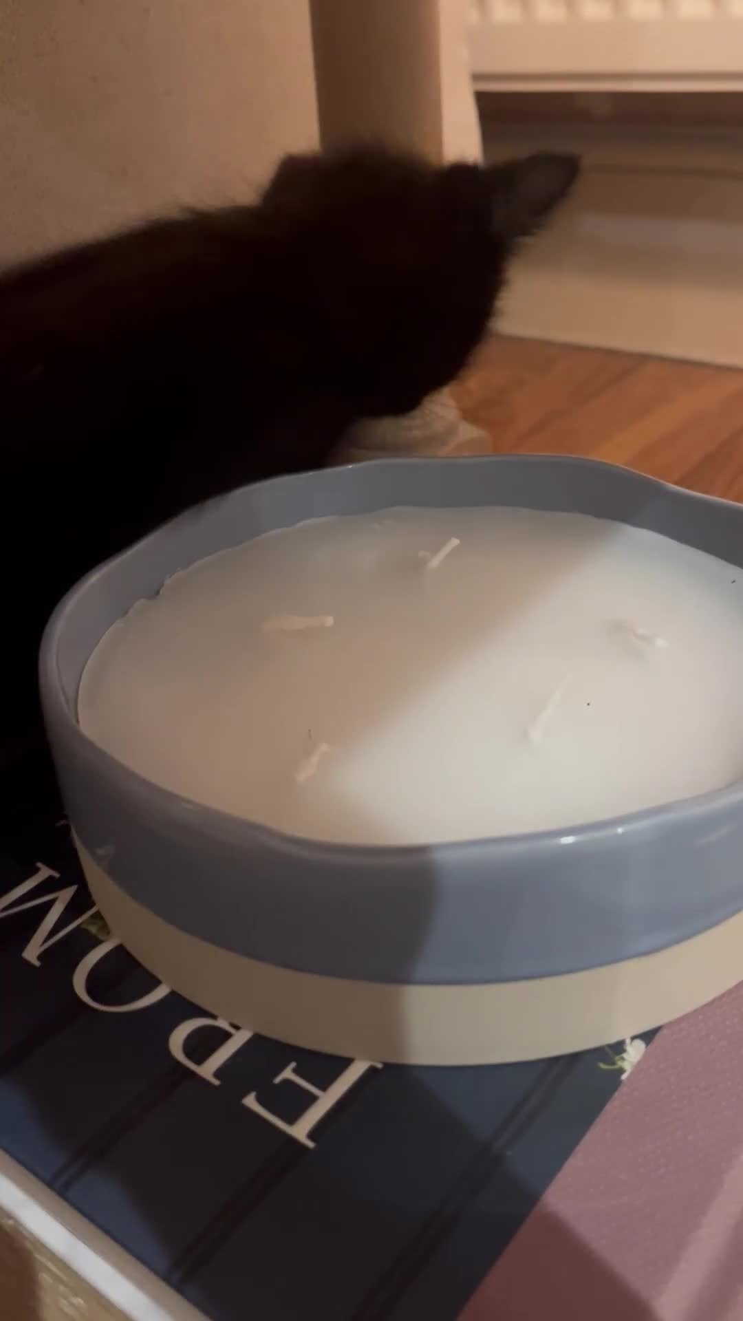 Ragdoll cats for sale: Beautiful affectionate friendly ragdoll x tuxedo - Video 2