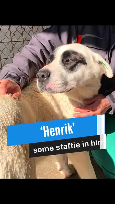 Mixed Breed dogs for adoption: Henrik, 4 yrs approx. Reserved STC. - Video 1