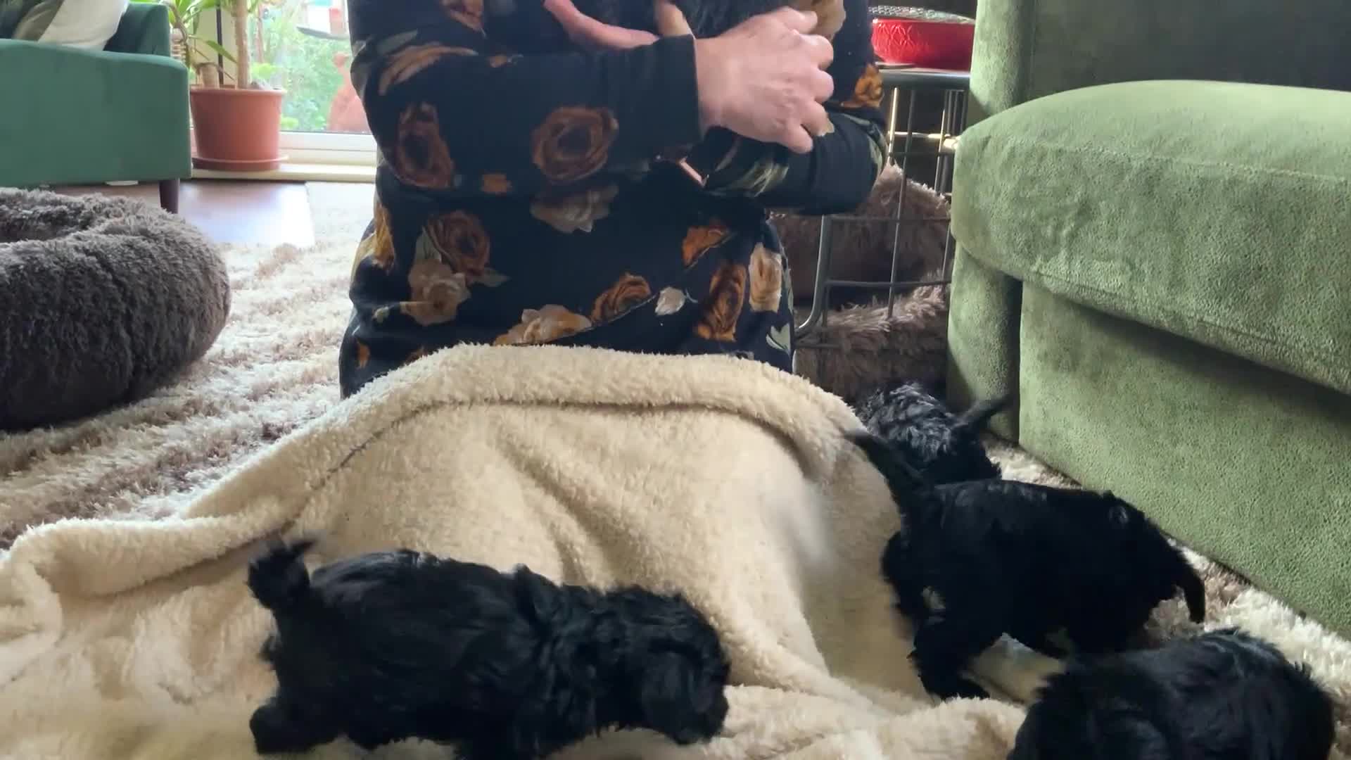 Schnoodle dogs for sale: Stunning miniature Schnoodle puppies - Video 4