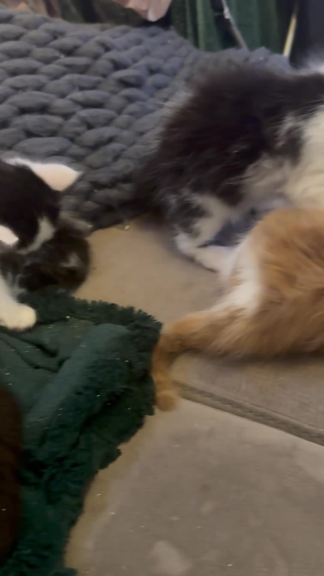 Mixed Breed cats for sale: Beautiful Maine Coon mix domestic cat kittens ❤️ - Video 2