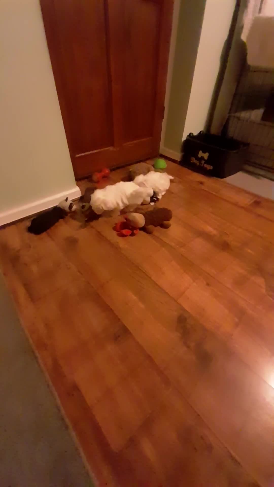 Maltese dogs for sale: 2 male maltese puppies  - Video 5