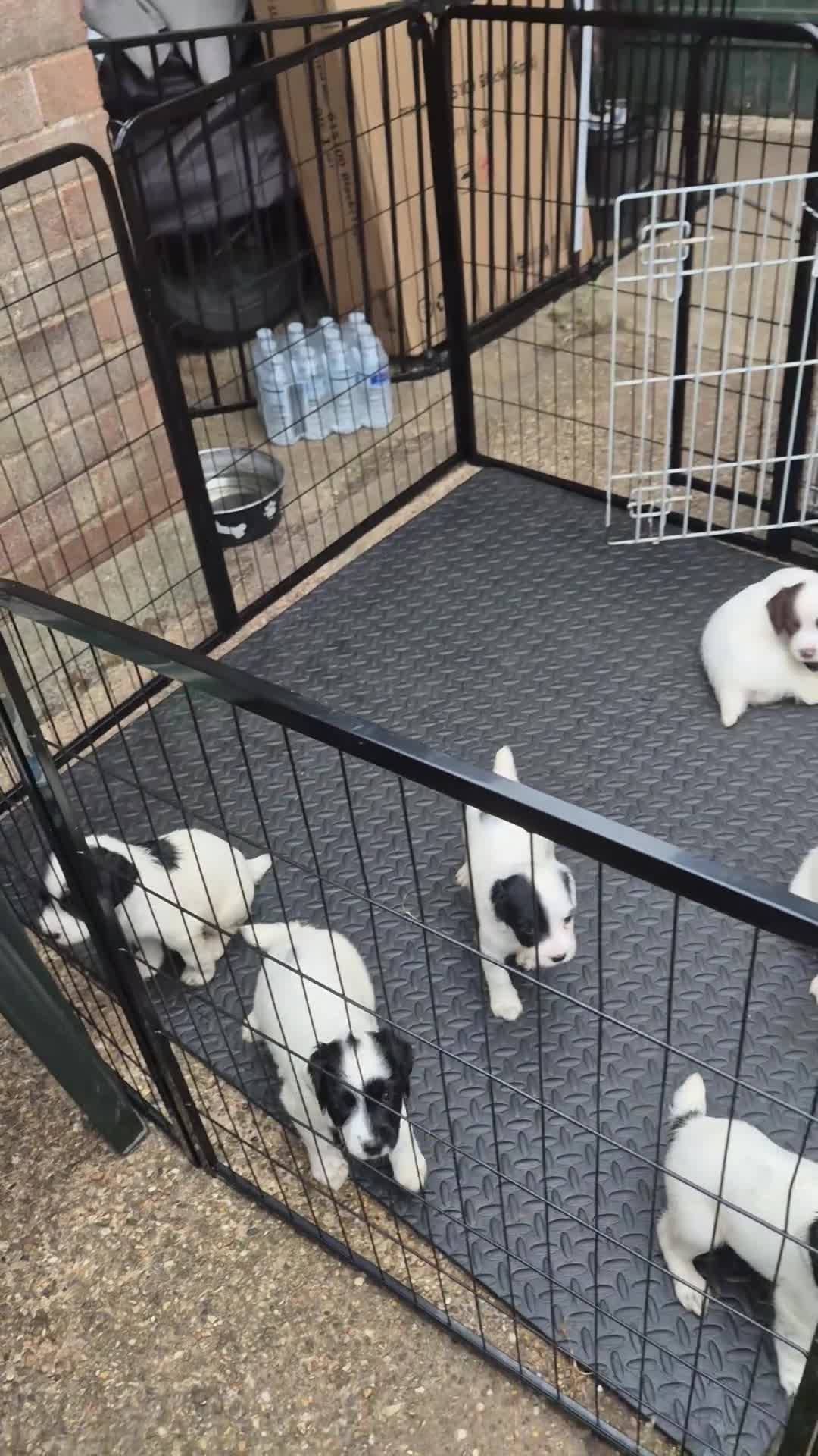 English Springer Spaniel dogs for sale: KC English Springer Spaniel puppies for sale - Video 1