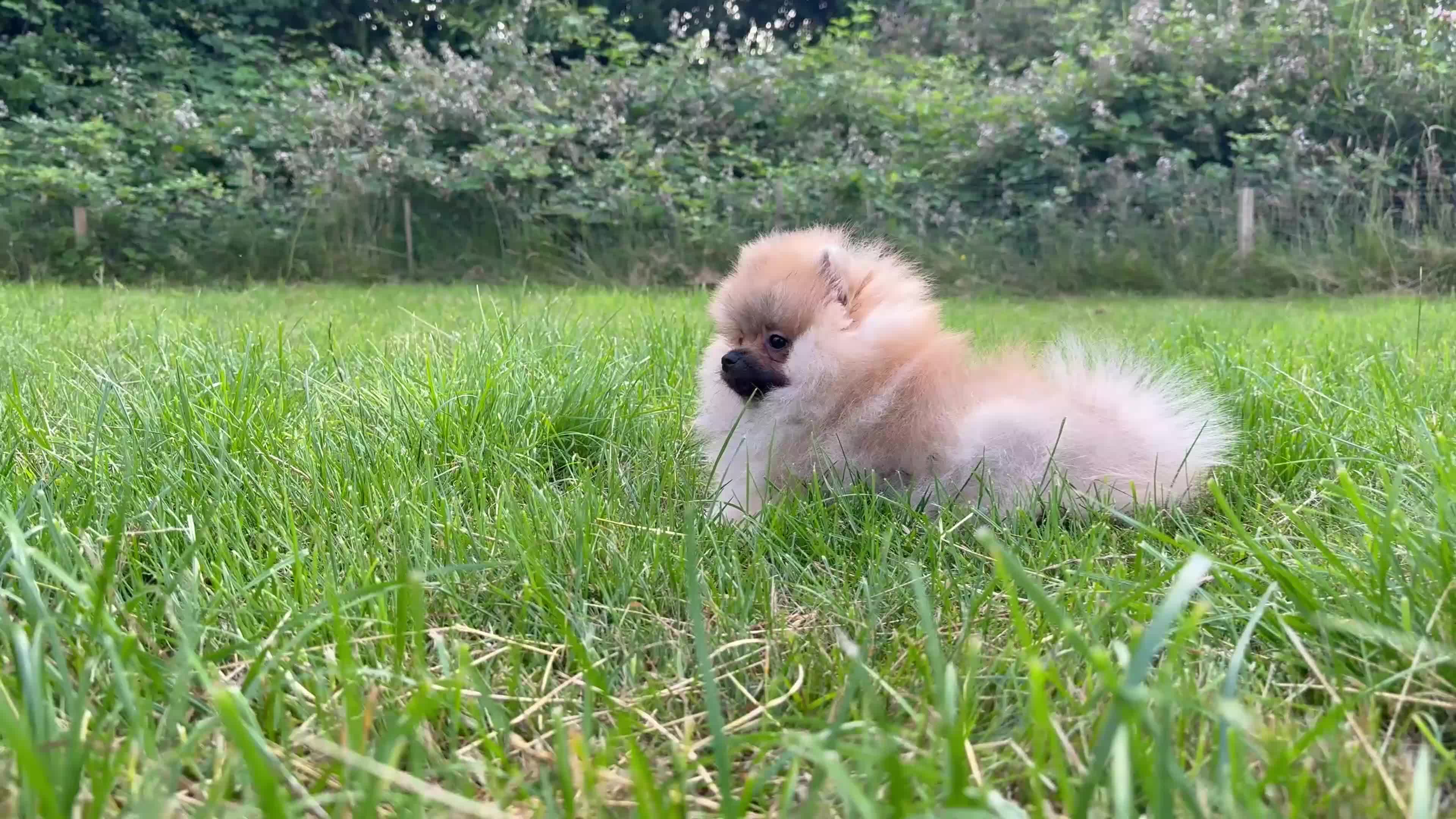 Pomeranian dogs for sale:  Teddy Bear Pomeranian Puppies - Video 2