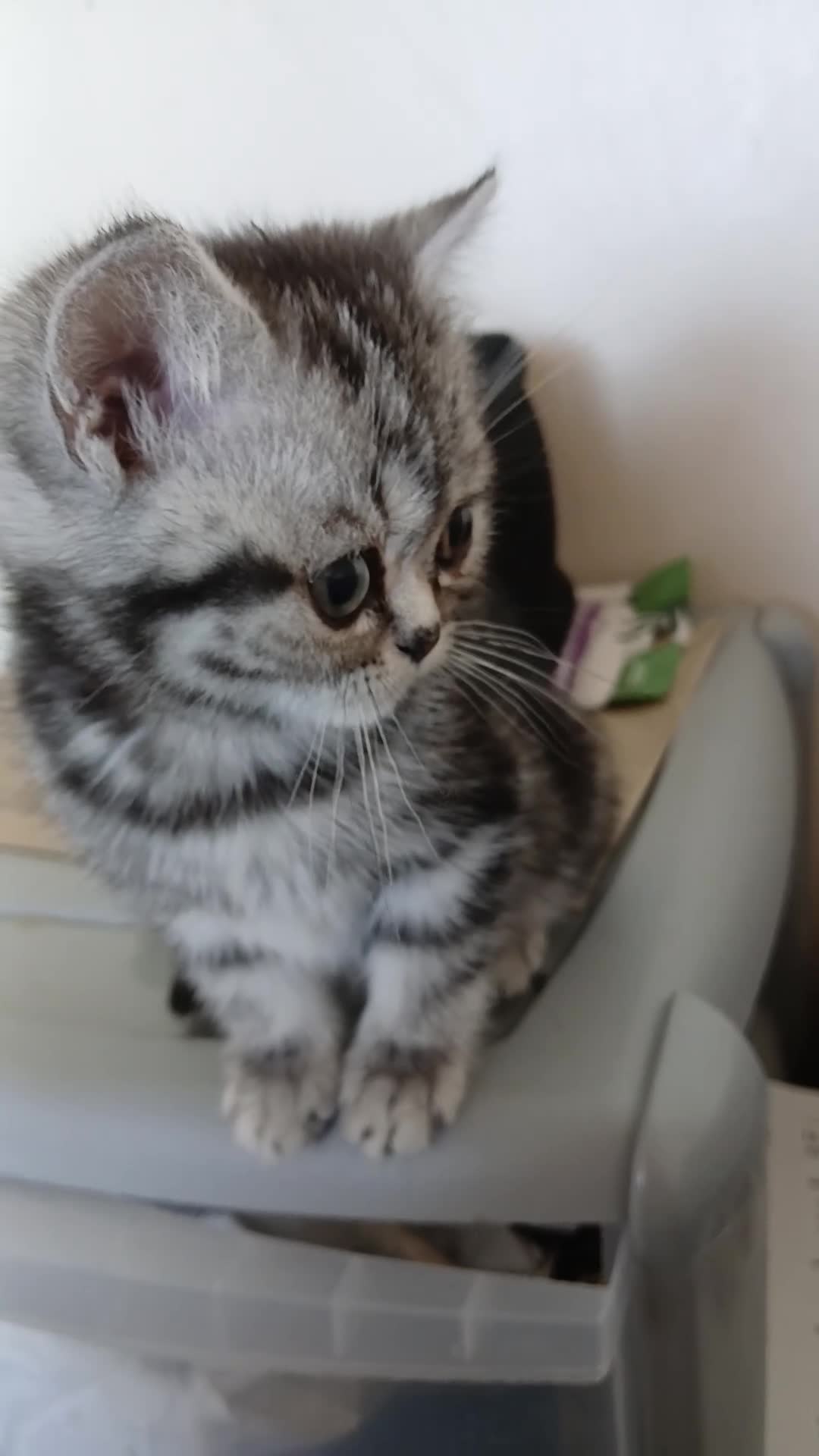 British Shorthair cats for sale: Bsh.Siver classic tabby kitten . - Video 2