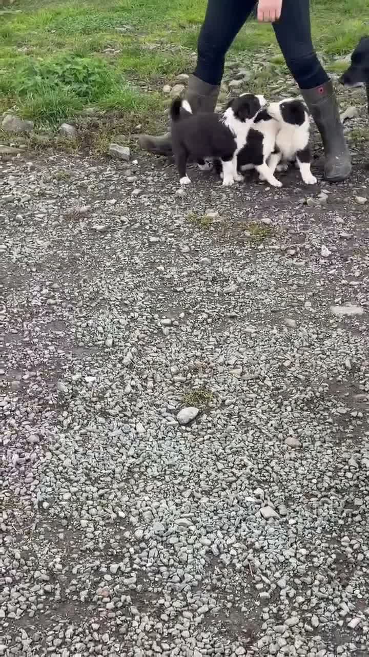 Border Collie dogs for sale: Border collie  - Video 1