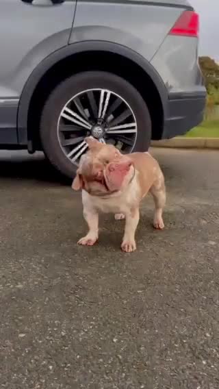 French Bulldog dogs for stud: 💥🦍💥BIG-MEECH💥🦍💥 in Northampton - Video 4