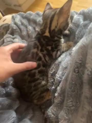 Bengal cats for sale: 😻MagicalBengal’s ready naw ! 🐆 - Video 2