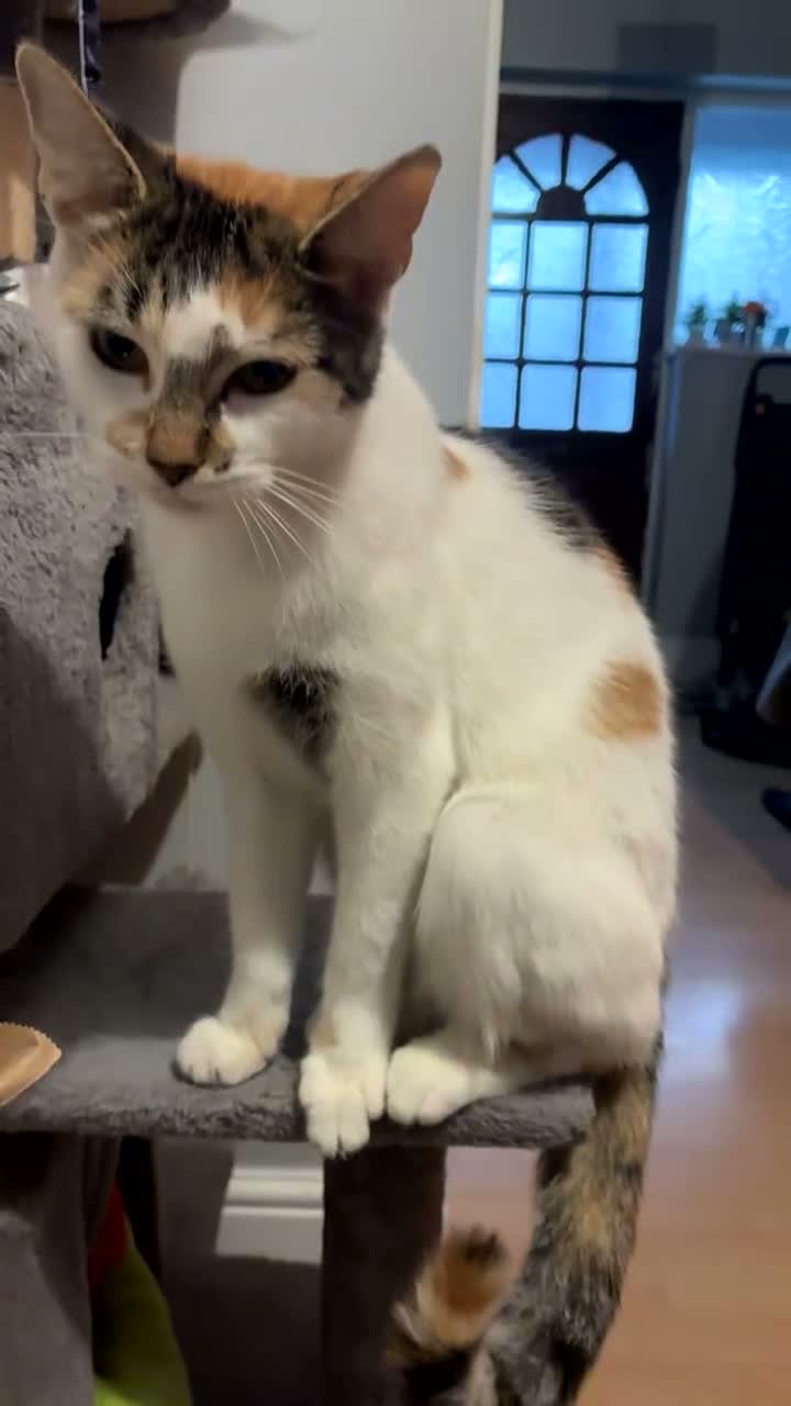Mixed Breed cats for stud: Cat named lily - Video 1
