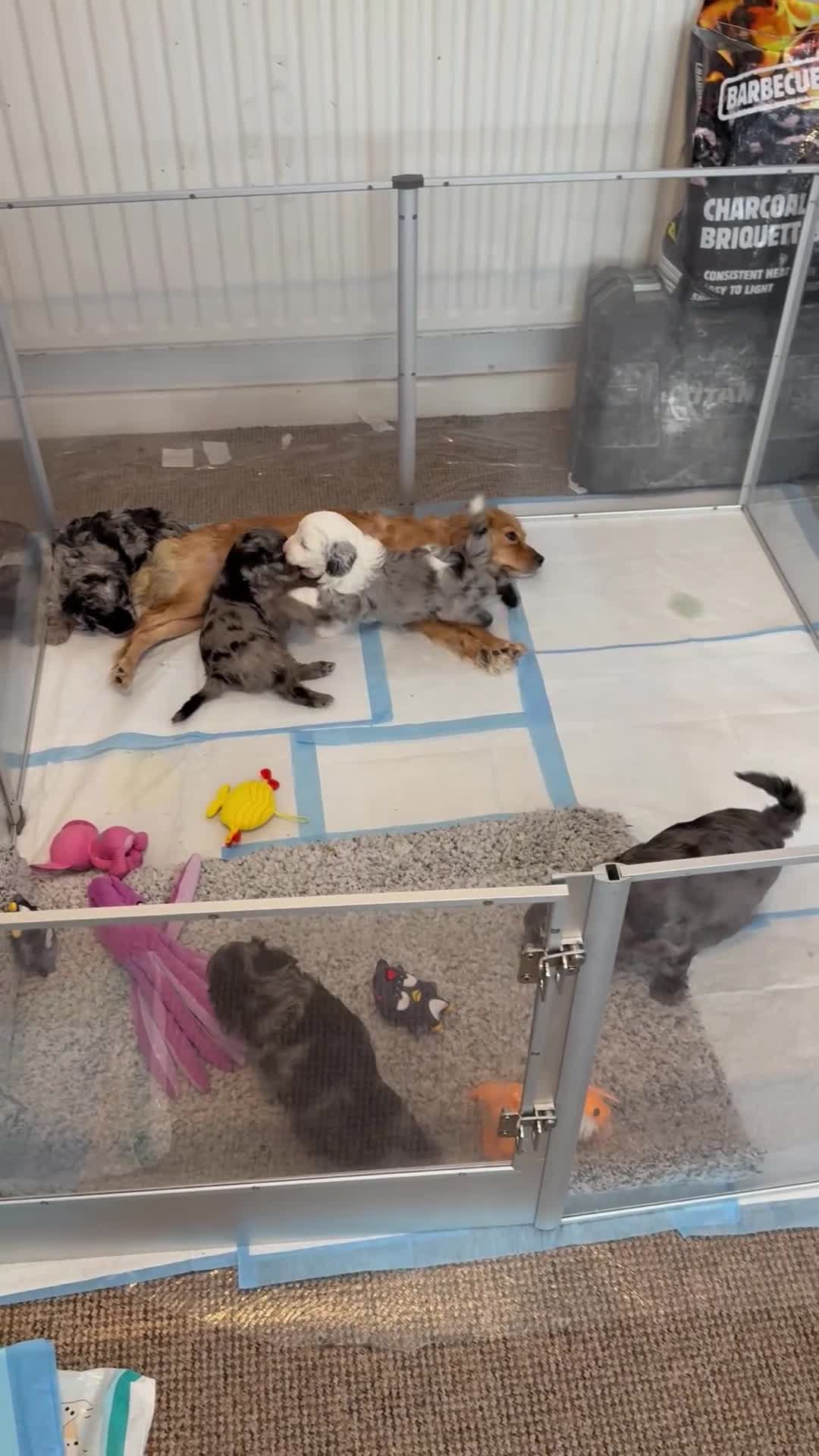 Cavapoo dogs for sale: F1 Merle Cavapoo puppies in Nottingham - Video 3
