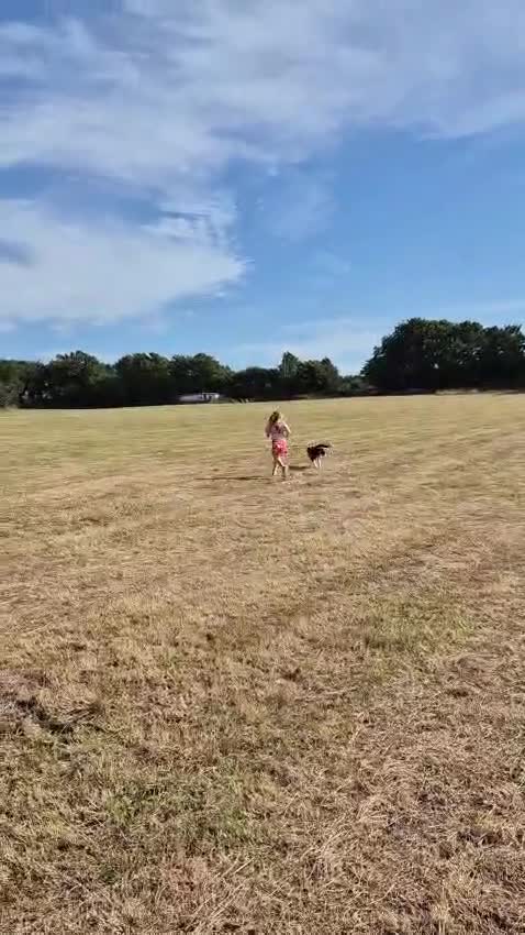 Border Collie dogs for adoption: CHARLIE - COLLIE - FOR ADOPTION IN CORNWALL/DEVON - Video 5